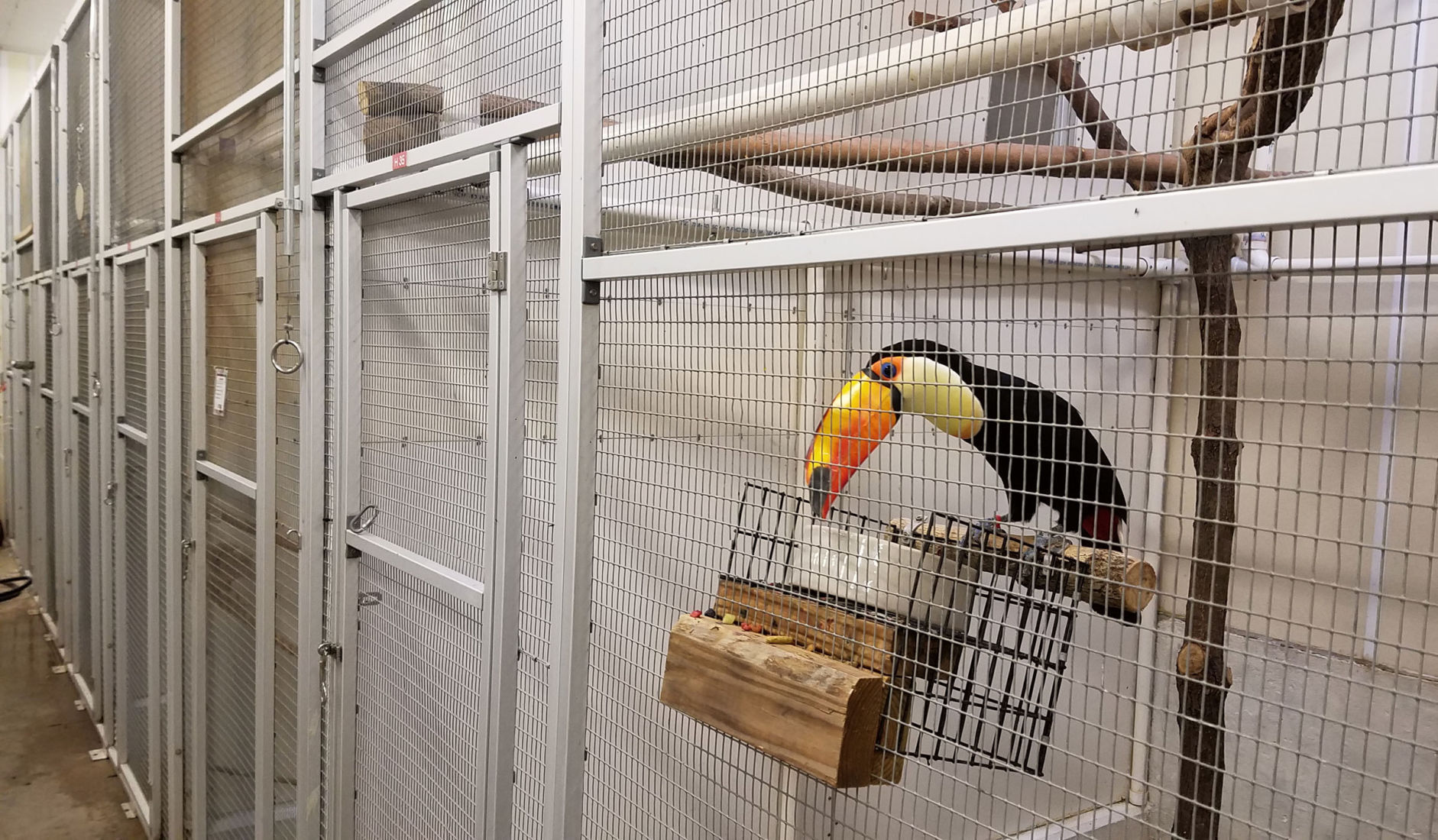 Toucan in winter
